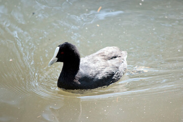 the eurasian coot is a black water bird with a white front shield