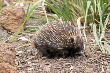 this is a side view of an echidna