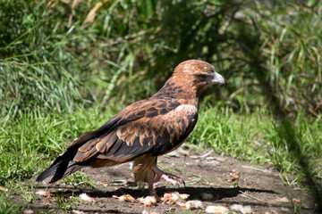the black kite is on the ground looking for food