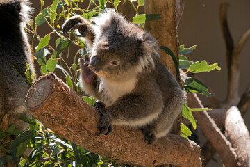 this is a young koala having a scratch
