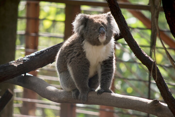 the koala is walking on a branch