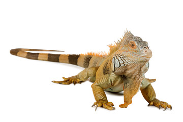 Big iguana isolated on white background