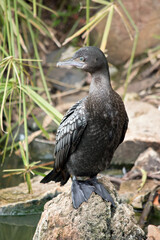 the little black cormorant is perched on rocks