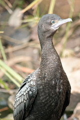 this is a close up of a little black cormorant