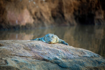 Nile crocodile, Crocodylus niloticus, resting next to the river, catching some sun, Pilanesberg National Park, South Africa safari wildlife