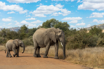 Mother with baby of African Elephant in Pilanesberg Game reserve. South Africa wildlife safari.