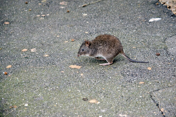this is a side view of a long nosed potoroo