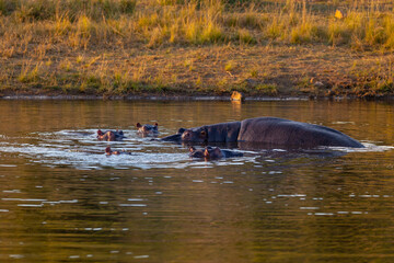 Fototapeta premium family of Hippo, Hippopotamus Hippopotamus amphibius, in natural habitat Pilanesberg National Park, South Africa safari, wildlife