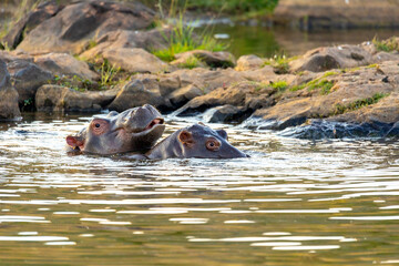 Fototapeta premium Hippo, Hippopotamus Hippopotamus amphibius, in natural habitat Pilanesberg National Park, South Africa safari, wildlife