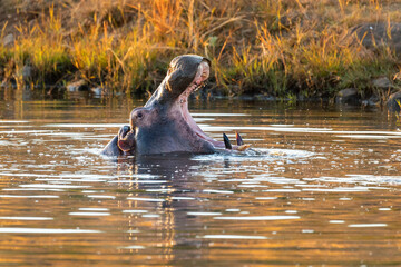 Hippo opens its massive jaws wide. Hippopotamus Hippopotamus amphibius, with open mouth showing tusk. Natural habitat Pilanesberg National Park, South Africa safari, wildlife