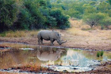 Naklejka na ściany i meble endangered White rhinoceros on small muddy water in Pilanesberg National Park & Game Reserve, South Africa safari wildlife
