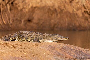 Nile crocodile, Crocodylus niloticus, resting next to the river, catching some sun, Pilanesberg National Park, South Africa safari wildlife