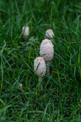  Fungal growth, mushrooms nature forest.Beautiful close up view of coprinus Comatus shaggy ink cap mushroom on green grass background.