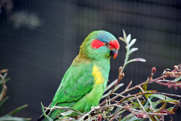 this is a side view of a musk lorikeet