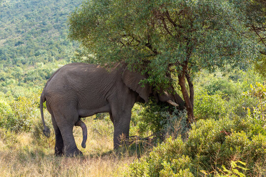 Horny majestic wild African Elephant ready for mating in Pilanesberg Game reserve. South Africa wildlife safari.