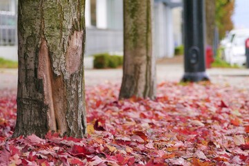 カナダの秋の歩道