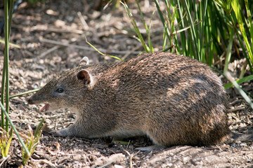 the long nosed potoroo looks like a rat but it is a marsupial