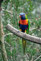 the rainbow lorikeet is perched on a tree branch