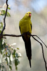 the regent parrot is yellow with an orange beak