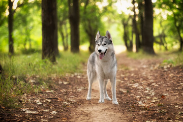 A young Siberian Husky female is standing in the forest on the brown trail with leaves. She has brown eyes, grey and white fur. There are a lot of trees and green grass in the background.