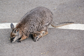 the tammar wallaby has a joey in her pouch