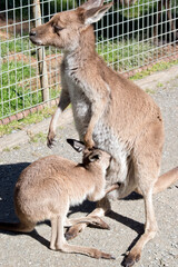 the female western kangaroo is feeding her joey