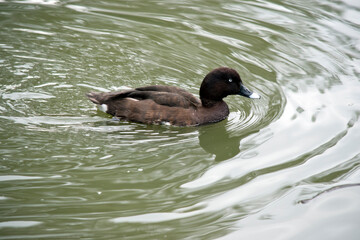 the hard headed or white-eyed duck is swimming ing the lake