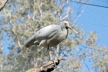 the yellow spoonbill is standing on one leg
