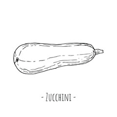 Zucchini. Isolated on white. Vector illustration. Hand-drawn style.