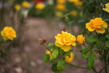 Rose yellow close-up on a blurry background with a copy of the text space. A beautiful rose of yellow color blooms in the garden. Beautiful bokeh.
