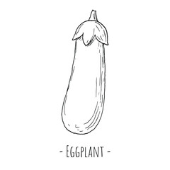 Eggplant. Isolated on white. Vector illustration. Hand-drawn style.