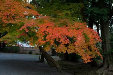 三井寺の紅葉