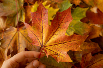 Naklejka na ściany i meble Hand holding a red and yellow coloured maple leaf with blurred colourful autumn foliage in the background.