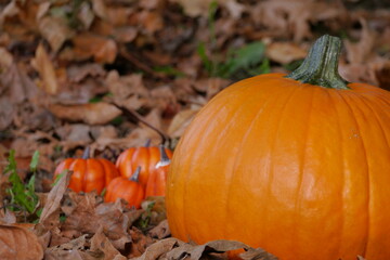 秋の収穫祭、かぼちゃとどんぐり