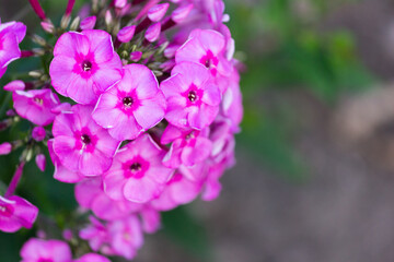 Phlox is a genus of flowering herbaceous plants of the Sinyukhovye family.