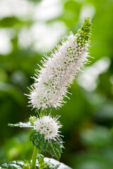 スペアミントの花 © Paylessimages