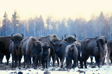 Aurochs bison in nature / winter season, bison in a snowy field, a large bull bufalo © kichigin19