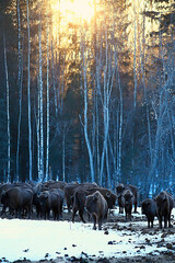 Aurochs bison in nature / winter season, bison in a snowy field, a large bull bufalo