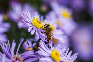 Beautiful blue flowers Sapphire Mist.Aster with a bee in autumn garden