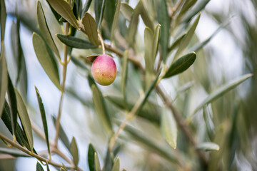 Olivo, aceitunas, aceite, recogida, olivas, trujal