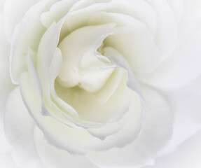 Obraz na płótnie Canvas Abstract floral background, white rose flower petals. Macro flowers backdrop for holiday design. Soft focus