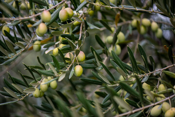 Olivo, aceitunas, aceite, recogida, olivas, trujal