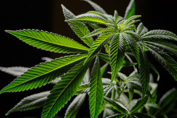 Mature marijuana plant with bud and leaves. Marijuana plant texture on an indoor cannabis farm.The concept of Indoor grow marijuana. marijuana for recreational purposes.