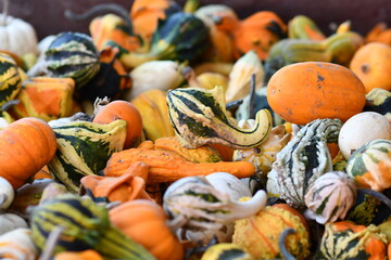 Colorful Gourds