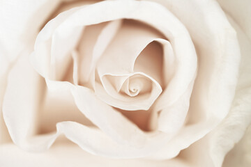Rosebud romantic macro flower blooming bud closeup for wedding or romantic wallpaper with vintage effect