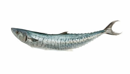 Fresh king mackerel fish isolated on white background	