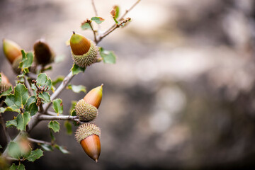 Bellota, encino, encina, fruto, cerdo, jabalí, jamón