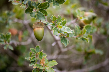 Bellota, encino, encina, fruto, cerdo, jabalí, jamón © Ruten