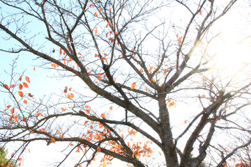 秋の空と桜の木