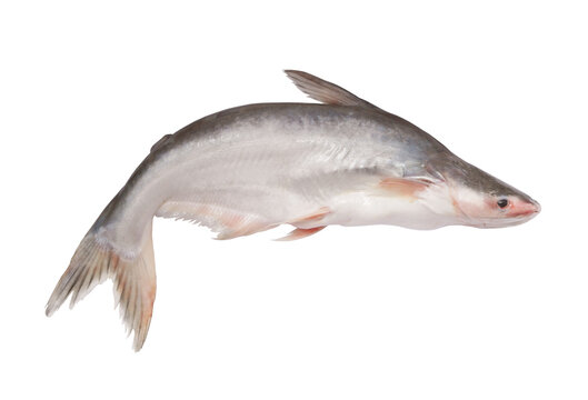 Fresh pangasius fish isolated on white background